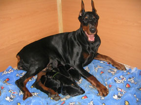 Leib Solond Dear Bo Bambina and Puppies