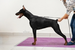 A'Donikons Piccola Amore