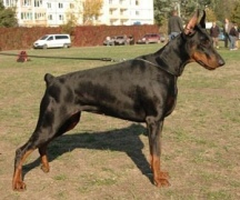 ambassador_dali_dekla_04l