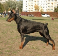 ambassador_dali_dekla_05