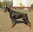 ambassador_dali_dekla_05l