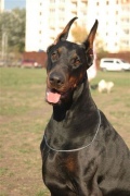 ambassador_dali_dekla_06
