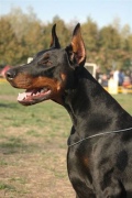ambassador_dali_dekla_07