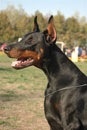 ambassador_dali_dekla_07l