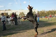 ambassador_dali_dekla_08l