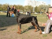 ambassador_dali_dekla_09l