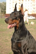 ambassador_dali_dekla_10