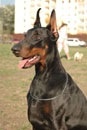 ambassador_dali_dekla_10l