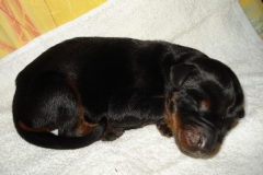 Ambassador D'Ali Gotika 