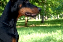 Bombastichansa Parissa Pery