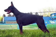 Bombastichansa Yarby Yara