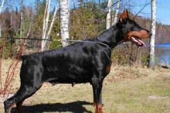 Leib Solond DEAR BO BAMBINA