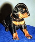 dear_bo_bambina_20d02