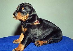 dear_bo_bambina_20dl