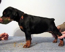 dear_bo_bambina_30d02l