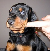 dear_bo_bambina_30d03l