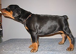 dear_bo_bambina_30dl