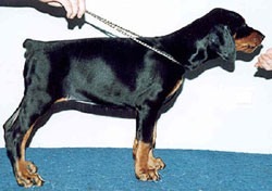 dear_bo_bambina_45d02l