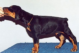 dear_bo_bambina_45d03